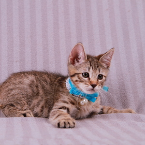 Samuel (Самуэль), кошки и котята Pixiebob (пиксибоб)