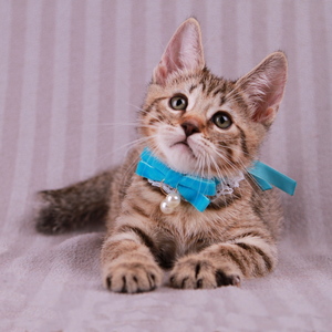 Samuel (Самуэль), кошки и котята Pixiebob (пиксибоб)