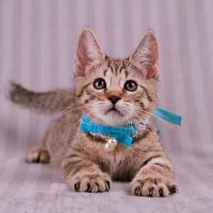 Samuel (Самуэль), кошки и котята Pixiebob (пиксибоб)