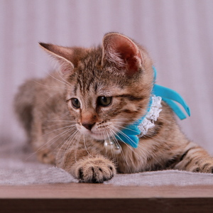Samuel (Самуэль), кошки и котята Pixiebob (пиксибоб)