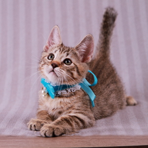 Samuel (Самуэль), кошки и котята Pixiebob (пиксибоб)