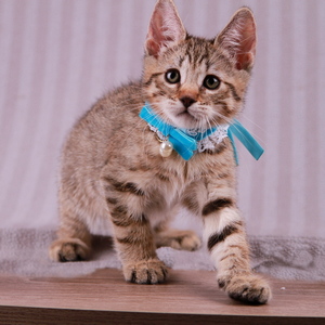 Samuel (Самуэль), кошки и котята Pixiebob (пиксибоб)