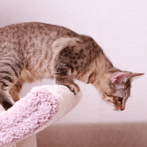 Samuel (Самуэль), кошки и котята Pixiebob (пиксибоб)