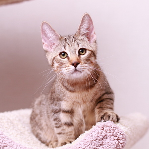 Samuel (Самуэль), кошки и котята Pixiebob (пиксибоб)