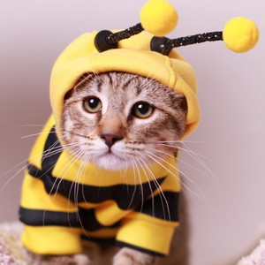Samuel (Самуэль), кошки и котята Pixiebob (пиксибоб)