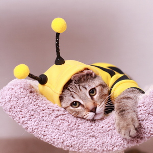 Samuel (Самуэль), кошки и котята Pixiebob (пиксибоб)