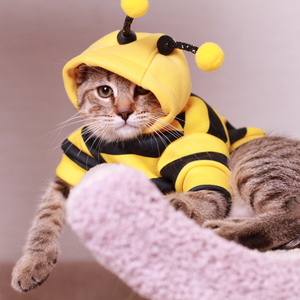 Samuel (Самуэль), кошки и котята Pixiebob (пиксибоб)