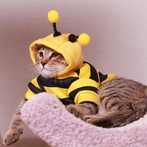 Samuel (Самуэль), кошки и котята Pixiebob (пиксибоб)