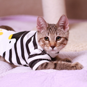 Samuel (Самуэль), кошки и котята Pixiebob (пиксибоб)
