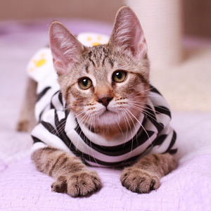 Samuel (Самуэль), кошки и котята Pixiebob (пиксибоб)