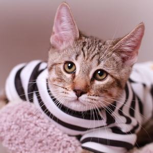 Samuel (Самуэль), кошки и котята Pixiebob (пиксибоб)
