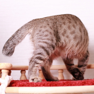 Samuel (Самуэль), кошки и котята Pixiebob (пиксибоб)