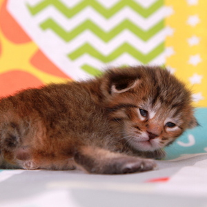 Gudvin (Гудвин), кошки и котята Pixiebob (пиксибоб)
