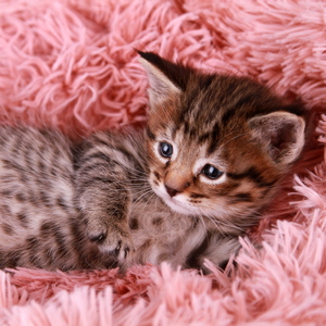 Gudvin (Гудвин), кошки и котята Pixiebob (пиксибоб)