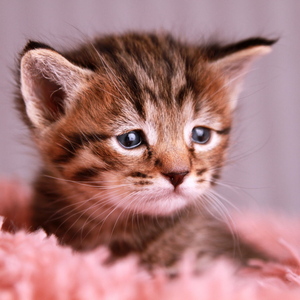 Gudvin (Гудвин), кошки и котята Pixiebob (пиксибоб)