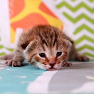 Batman (Бэтмэн), кошки и котята Pixiebob (пиксибоб)