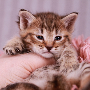 Baloo (Балу), кошки и котята Pixiebob (пиксибоб)