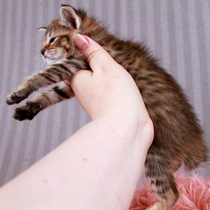 Baloo (Балу), кошки и котята Pixiebob (пиксибоб)
