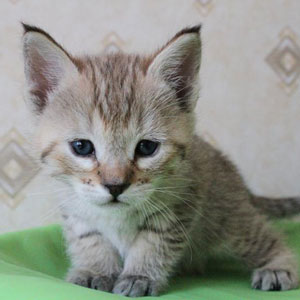 Yanvar(Январь), кошки и котята Pixiebob (пиксибоб)