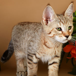 Yanvar(Январь), кошки и котята Pixiebob (пиксибоб)