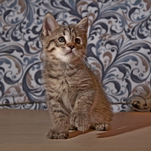Molly (Молли), кошки и котята Pixiebob (пиксибоб)