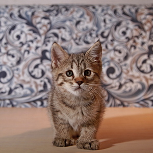 Molly (Молли), кошки и котята Pixiebob (пиксибоб)