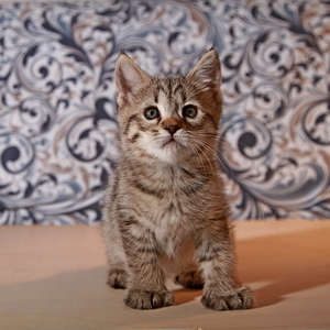 Molly (Молли), кошки и котята Pixiebob (пиксибоб)