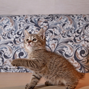 Molly (Молли), кошки и котята Pixiebob (пиксибоб)