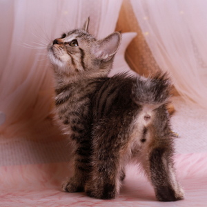 Yudzhin (Юджин), кошки и котята Pixiebob (пиксибоб)