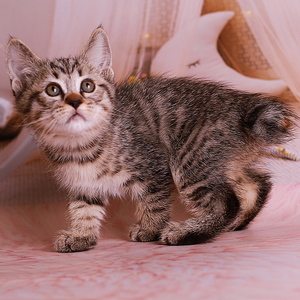 Yudzhin (Юджин), кошки и котята Pixiebob (пиксибоб)