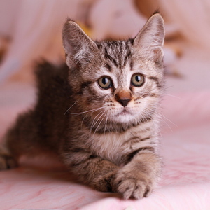 Yudzhin (Юджин), кошки и котята Pixiebob (пиксибоб)