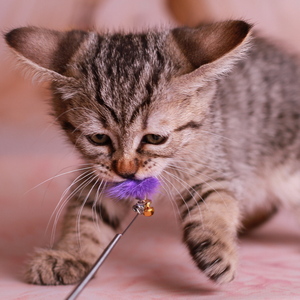 Yudzhin (Юджин), кошки и котята Pixiebob (пиксибоб)