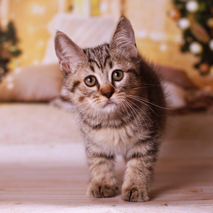 Yudzhin (Юджин), кошки и котята Pixiebob (пиксибоб)