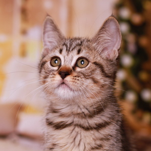 Yudzhin (Юджин), кошки и котята Pixiebob (пиксибоб)