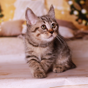 Yudzhin (Юджин), кошки и котята Pixiebob (пиксибоб)