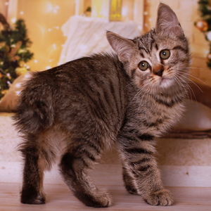 Yudzhin (Юджин), кошки и котята Pixiebob (пиксибоб)