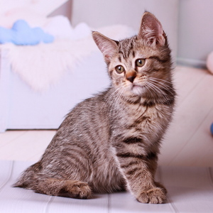 Yudzhin (Юджин), кошки и котята Pixiebob (пиксибоб)
