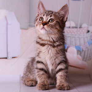 Yudzhin (Юджин), кошки и котята Pixiebob (пиксибоб)