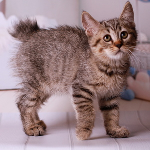 Yudzhin (Юджин), кошки и котята Pixiebob (пиксибоб)