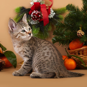 Tekila(Текила), кошки и котята Pixiebob (пиксибоб)