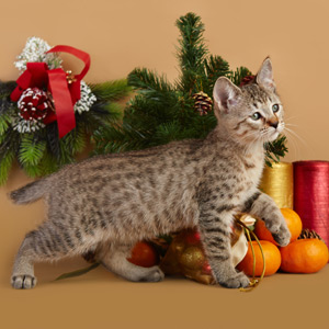 Tekila(Текила), кошки и котята Pixiebob (пиксибоб)