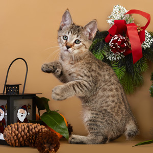 Tekila(Текила), кошки и котята Pixiebob (пиксибоб)