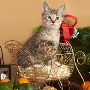 Tekila(Текила), кошки и котята Pixiebob (пиксибоб)