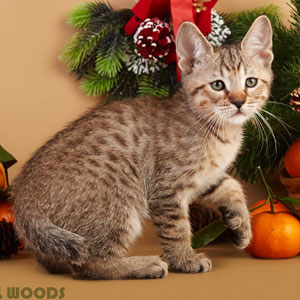 Tobby(Тобби), кошки и котята Pixiebob (пиксибоб)