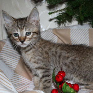 Tobby(Тобби), кошки и котята Pixiebob (пиксибоб)