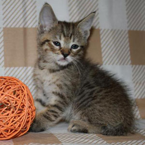 Tobby(Тобби), кошки и котята Pixiebob (пиксибоб)