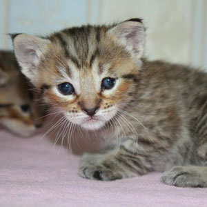Tobby(Тобби), кошки и котята Pixiebob (пиксибоб)