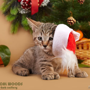 Teddy(Тэдди), кошки и котята Pixiebob (пиксибоб)