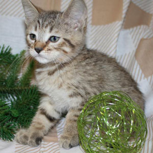 Teddy(Тэдди), кошки и котята Pixiebob (пиксибоб)