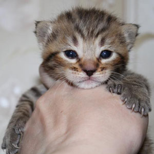 Teddy(Тэдди), кошки и котята Pixiebob (пиксибоб)